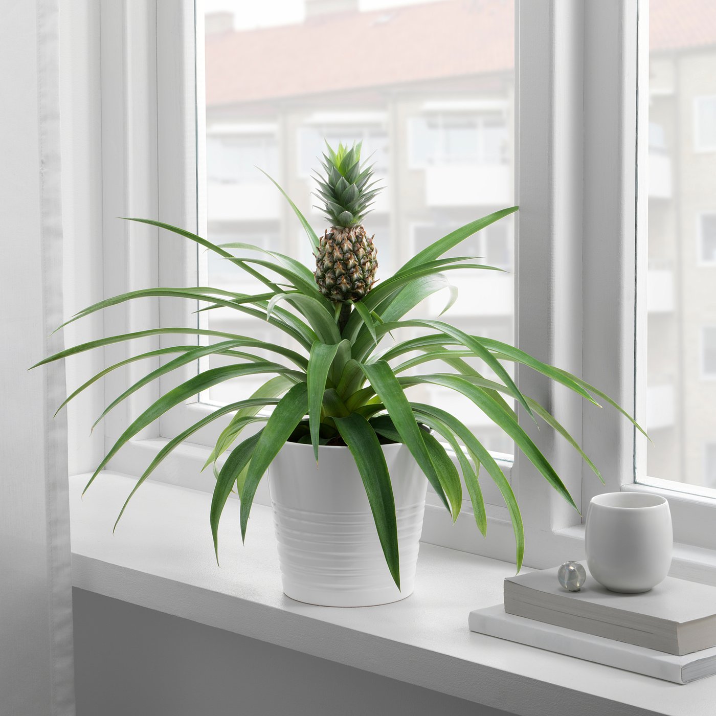 1 x Splendido Ananas comosus Amigo | Pianta d'Ananas Sempreverde | 35-45cm