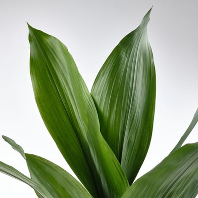 Piante Da Interno Aspidistra Elatior 'Palma Spaventosa' - Pianta Da Interno In Vaso 15cm Pianta Di Ghisa Aspidistra