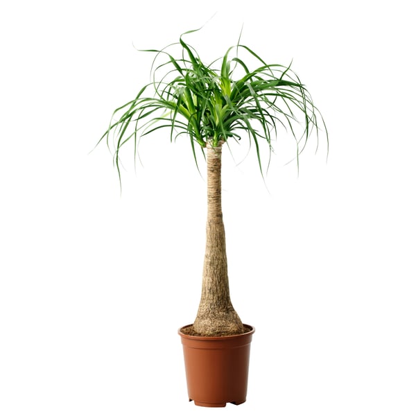 BEAUCARNEA RECURVATA pianta in vaso