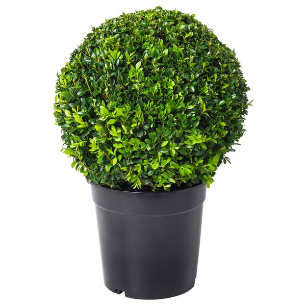 BUXUS SEMPERVIRENS Pianta da vaso, bosso, palla - IKEA