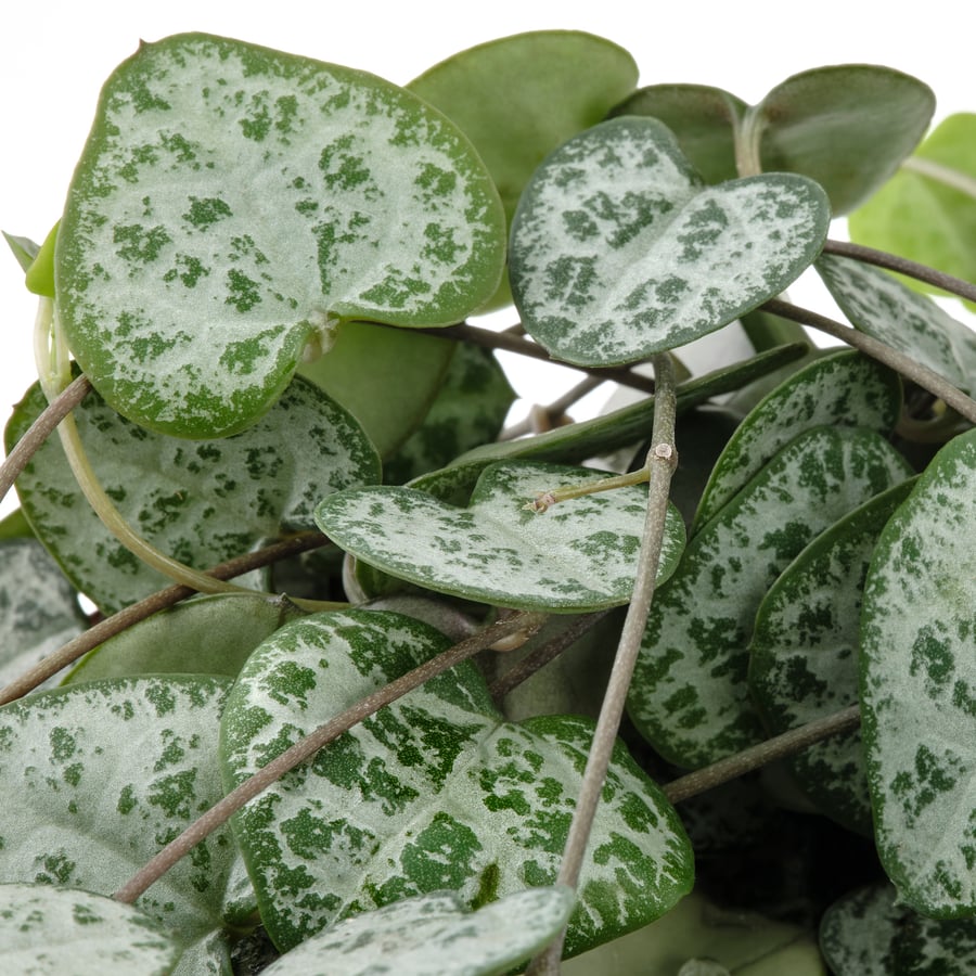 ceropegia-woodii-pianta-da-vaso-collana-di-cuori-12-cm-ikea-italia