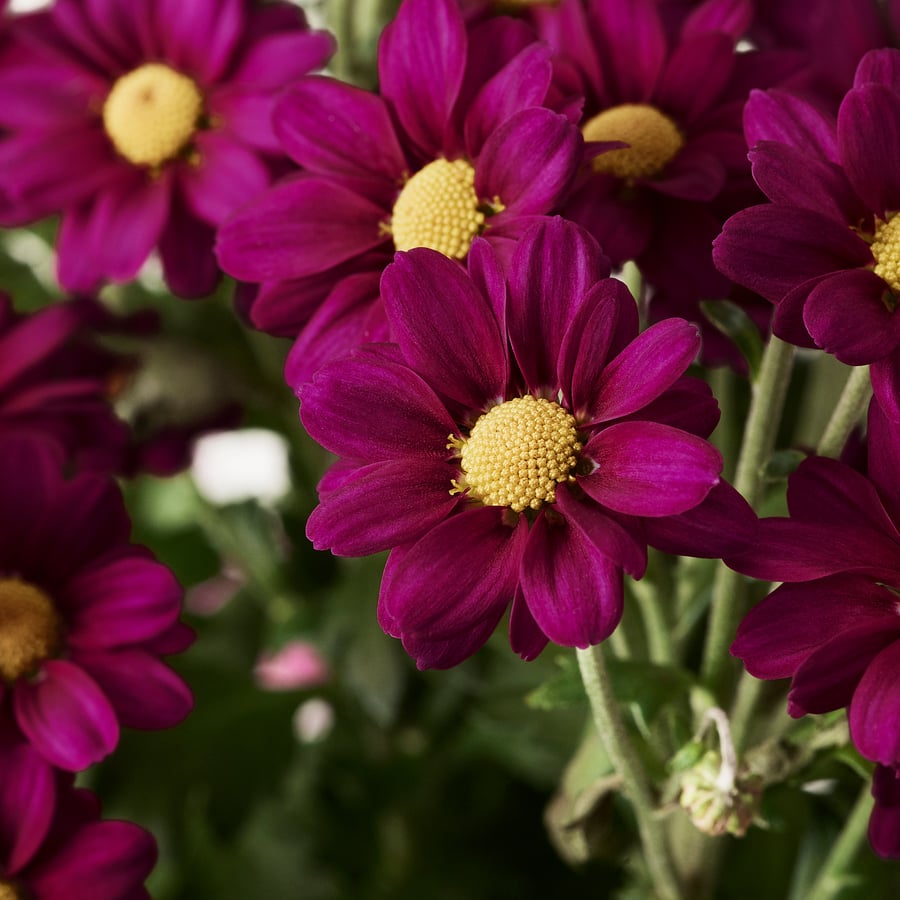 CHRYSANTHEMUM pianta da vaso, crisantemo specie varie, 19 cm IKEA Italia