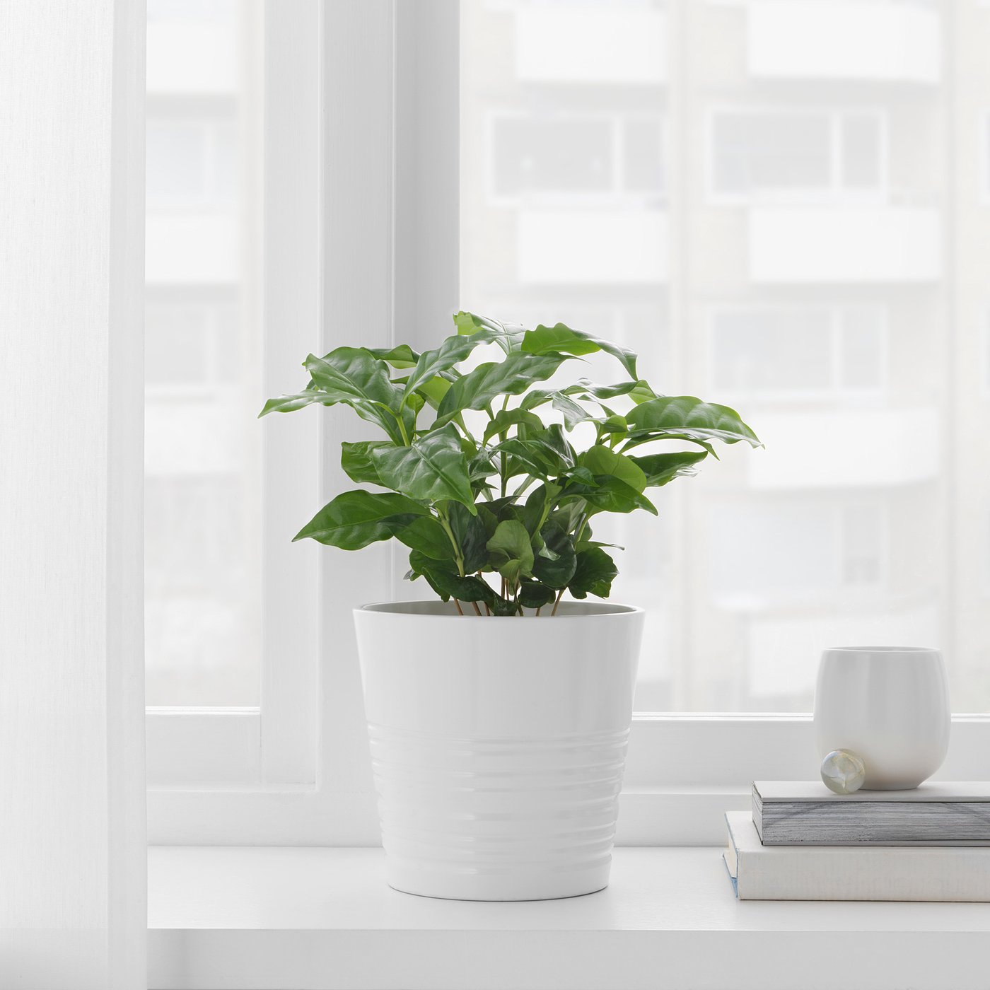 coffea arabica pianta da vaso pianta del caffe 12 cm ikea it