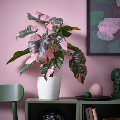 Una pianta artificiale in vaso chiamata FEJKA con foglie rosa e verdi su uno scaffale verde, tra una piccola sfera nera e un dipinto astratto più grande.