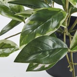 Pianta artificiale di alta qualità con grandi foglie verdi e bianche.