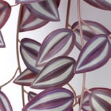 Primo piano di foglie di piante finte, bordi viola vibranti, trama realistica.
