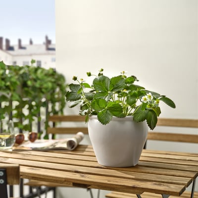 Piccola pianta di fragole in vaso su un tavolo rustico in legno all'aperto.