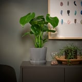 Interno: pianta grande di MONSTERA DELICIOSA, clessidra, pianta piccola.