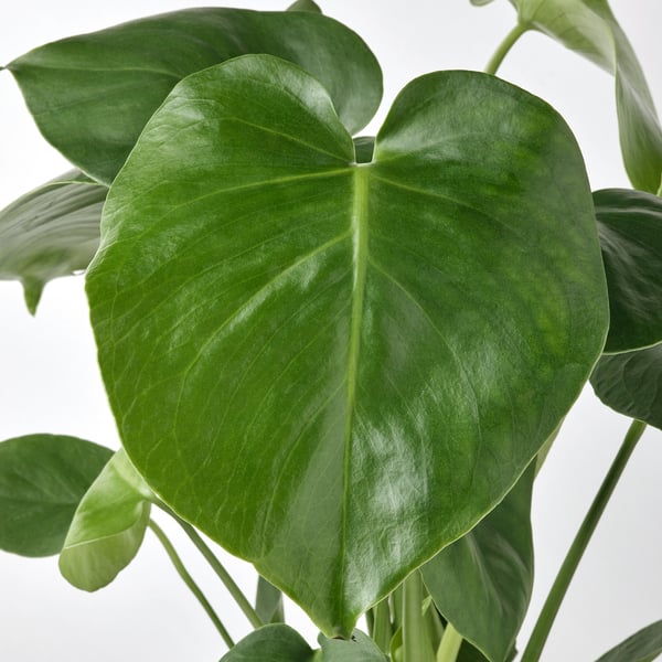 Foglia grande e verde vibrante di una pianta di MONSTERA DELICIOSA, che mostra la sua forma a forma di cuore e le sue venature prominenti.