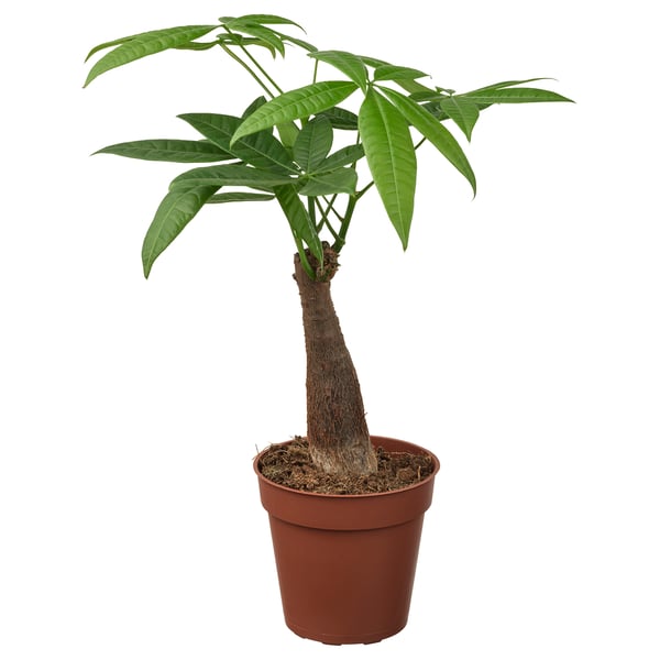 PACHIRA AQUATICA in vaso con foglie verdi