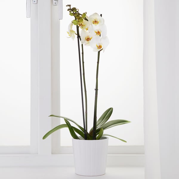 Mini Quadrato di Plastica Pianta Vaso di Fiori di ... – Grandado