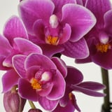 Orchidee viola vibranti, ben curate, che fioriscono magnificamente, visualizzate su sfondo bianco nitido.