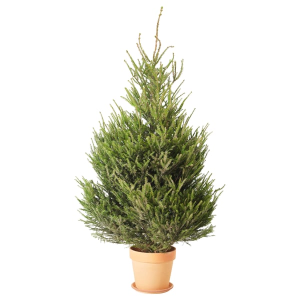 Piccolo albero di Natale in vaso verde.