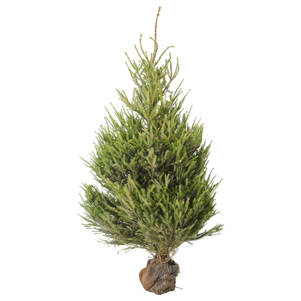 Piccolo albero di Natale verde con base marrone naturale, forma conica.