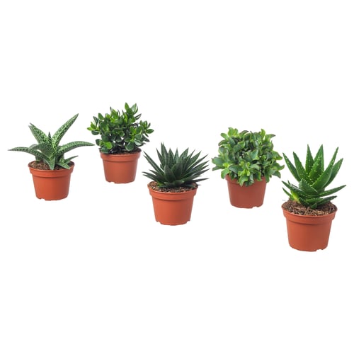 Cinque SUCCULENTE in vaso, varie foglie verdi, vasi di terracotta, disposti in fila.