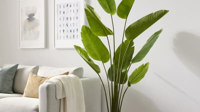 Piante artificiali da interno