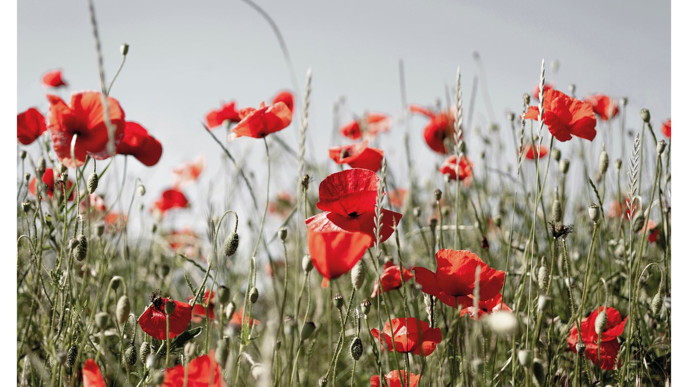 CHEVVY Giallo E Blu Geometrico Tela Quadri Natura Sole Foglia Poster Stampe Astratto Moderni Parete Arte Quadro Soggiorno Stanza Casa Decorazioni 40x60cmx3 Senza Cornice - Foto 7