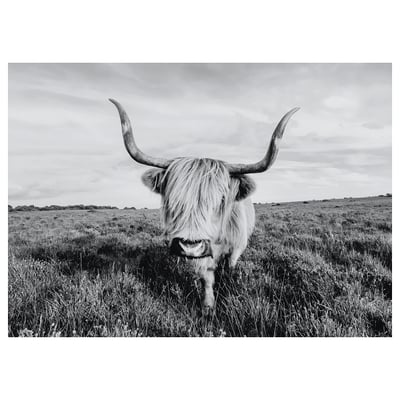 BJÖRKSTA صورة, بقرة فضولية, ‎140x100 سم‏