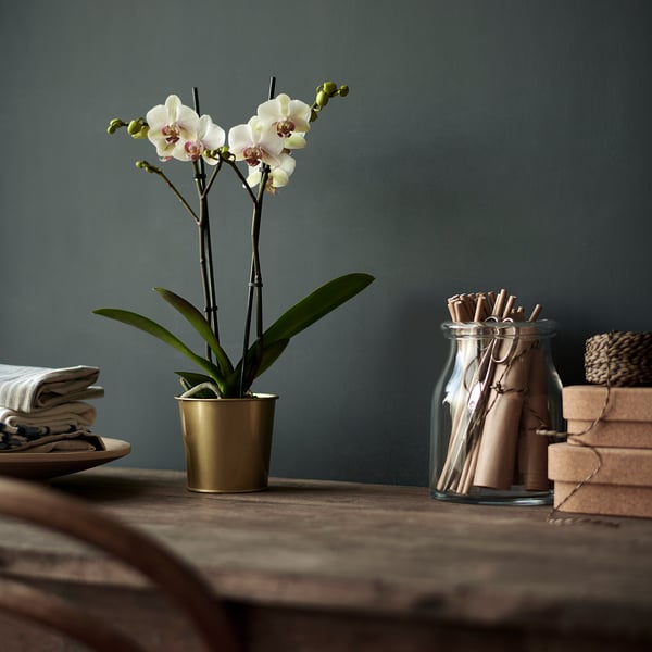 DAIDAI آنية نباتات, لون نحاسي, 9 سم