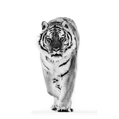 BJÖRKSTA Picture, tiger, 78x118 cm
