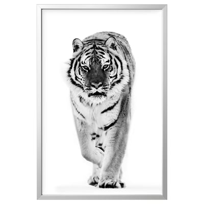 BJÖRKSTA Picture with frame, tiger/aluminium-colour, 78x118 cm