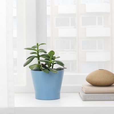 Small potted plant in blue container near window, waterproof interior, indoors.
