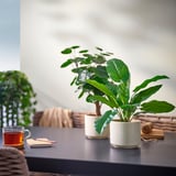 SANDKÖRSBÄR Plant pot, in/outdoor/beige, 12 cm