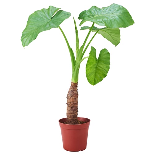 Red-potted ALOCASIA ODORA with green leaves and brown stem.