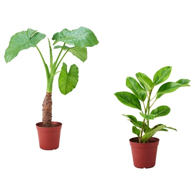ALOCASIA ODORA Potted plant, Asian taro, 17 cm