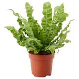 ASPLENIUM NIDUS Potted plant, Bird's Nest Fern, 12 cm