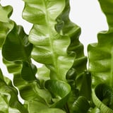 ASPLENIUM NIDUS Potted plant, Bird's Nest Fern, 12 cm