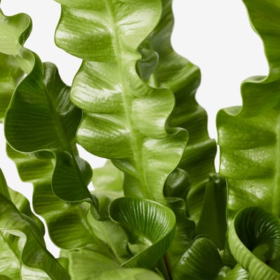 ASPLENIUM NIDUS Potted plant, Bird's Nest Fern, 12 cm