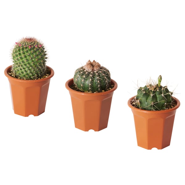 CACTACEAE Potted plant, assorted, 10.5 cm
