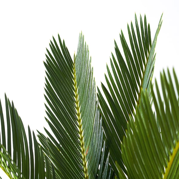 CYCAS REVOLUTA Potted plant, sago palm, 12 cm