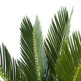 CYCAS REVOLUTA Potted plant, sago palm, 12 cm