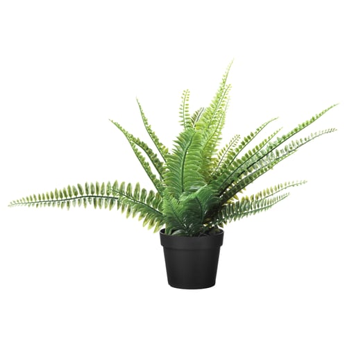 Black-potted fern with lush green fronds.