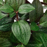 FEJKA Artificial potted plant, in/outdoor Jewel orchid, 9 cm
