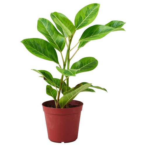 Red-potted FICUS ALTISSIMA with lush green leaves.