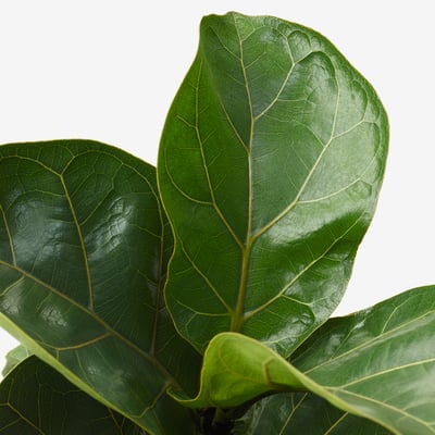 Large green leaves with prominent veins on the surface, showcasing vivid detail and texture.