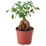 FICUS Potted plant, bonsai, 12 cm