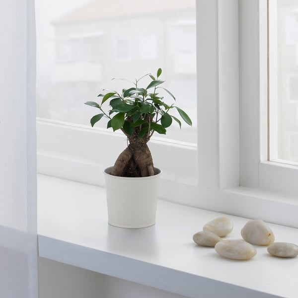 FICUS Potted plant, bonsai, 12 cm