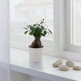FICUS Potted plant, bonsai, 12 cm