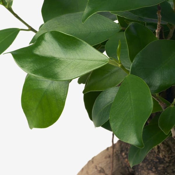 FICUS Potted plant, bonsai, 12 cm