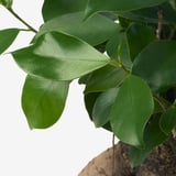 FICUS Potted plant, bonsai, 12 cm