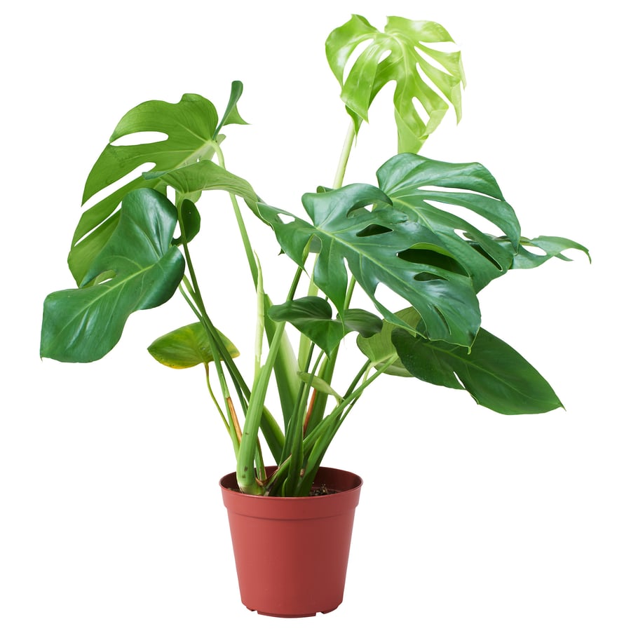 MONSTERA ADANSONII potted plant, adanson's monstera, 17 cm IKEA