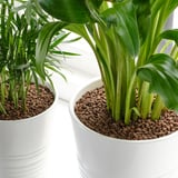 ODLA Growing media, clay pebbles, 0.5 l
