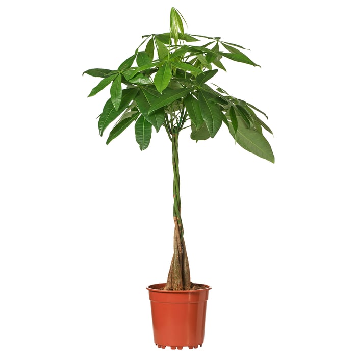 PACHIRA AQUATICA Potted plant, Guinea chestnut, 15 cm IKEA