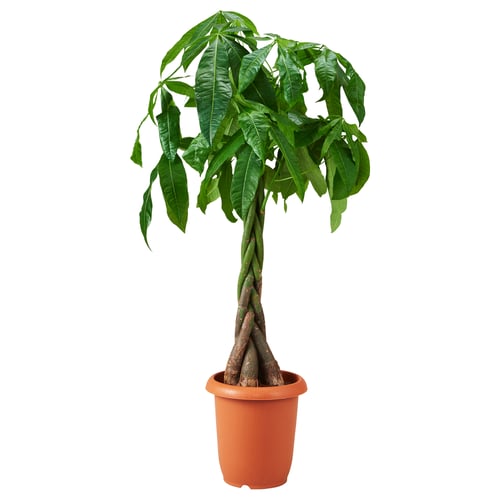 Potted green plant in orange plastic container, bordered with multiple stems and broad leaves, ideal indoor decor.