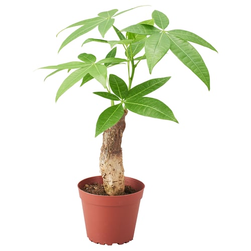 Red pachira plant with green leaves.