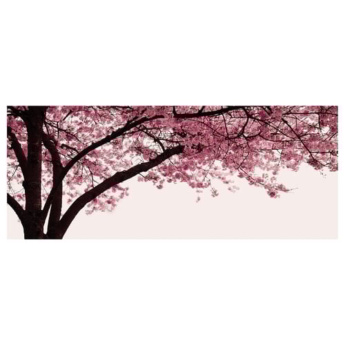 PJÄTTERYD Picture, Cherry blossom tree, 140x56 cm IKEA